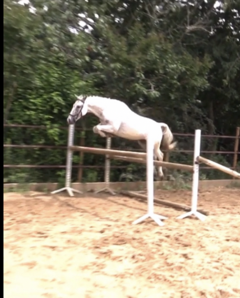Ruin Franse rijpony PFS Te koop 2011 Schimmel ,  UNESCO des Morins
