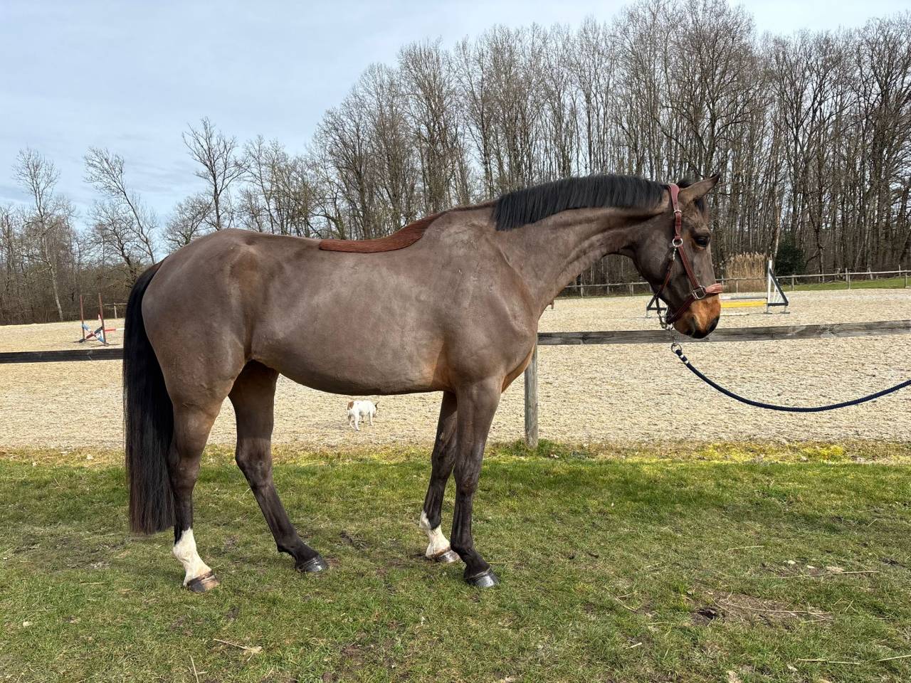 Merrie Selle Fran&ccedil;ais Te koop 2022 Donker bruin / bai