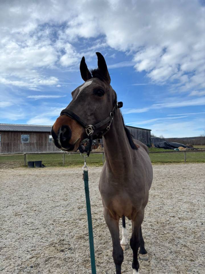 Merrie Selle Fran&ccedil;ais Te koop 2022 Donker bruin / bai
