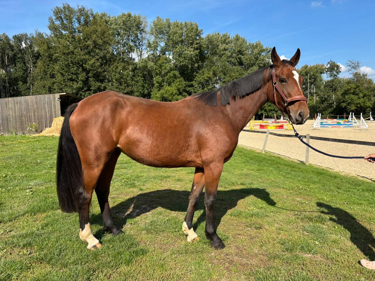 Merrie Selle Fran&ccedil;ais Te koop 2022 Donker bruin / bai