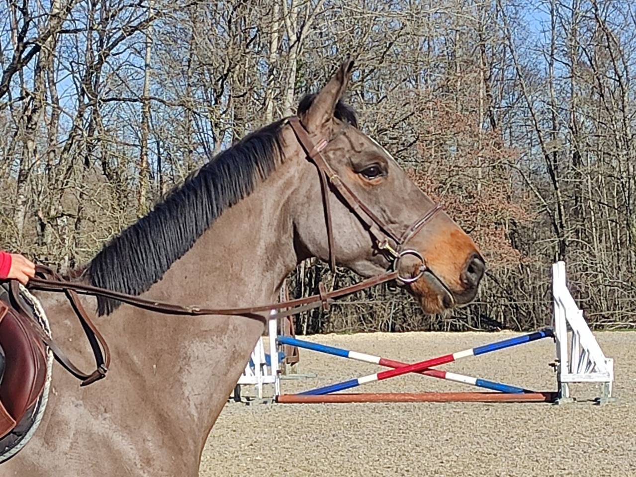 Merrie Selle Fran&ccedil;ais Te koop 2022 Donker bruin / bai