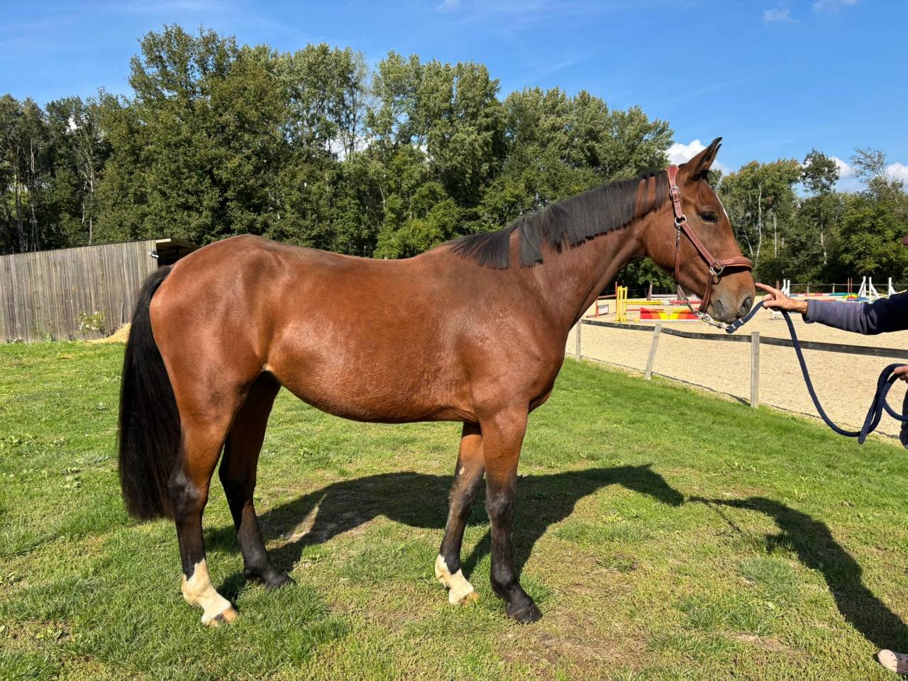 Merrie Selle Fran&ccedil;ais Te koop 2022 Donker bruin / bai