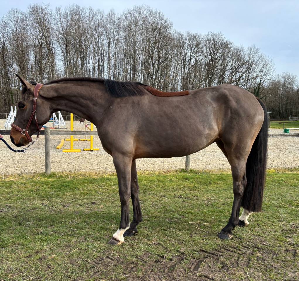 Merrie Selle Fran&ccedil;ais Te koop 2022 Donker bruin / bai