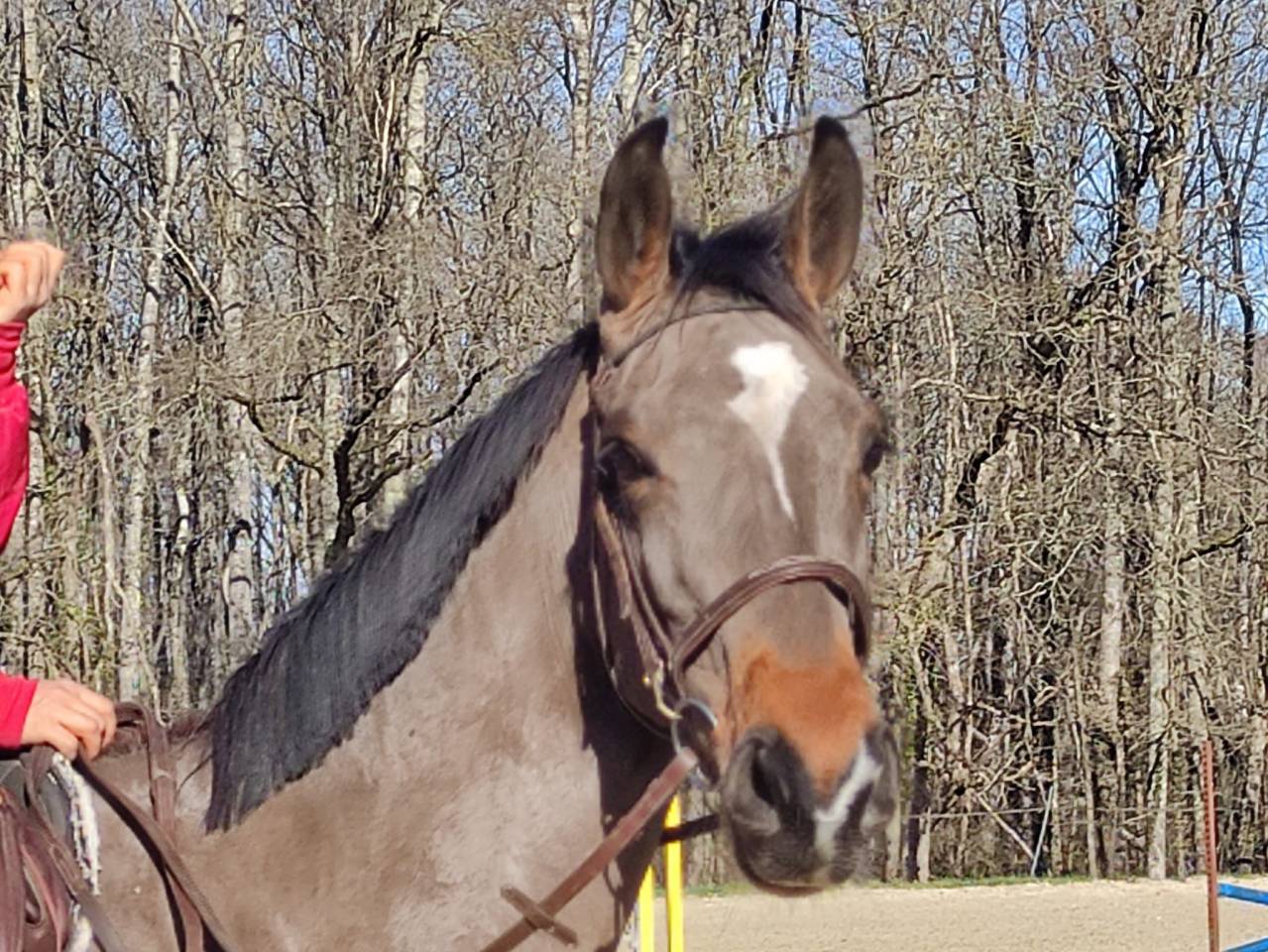 Merrie Selle Fran&ccedil;ais Te koop 2022 Donker bruin / bai