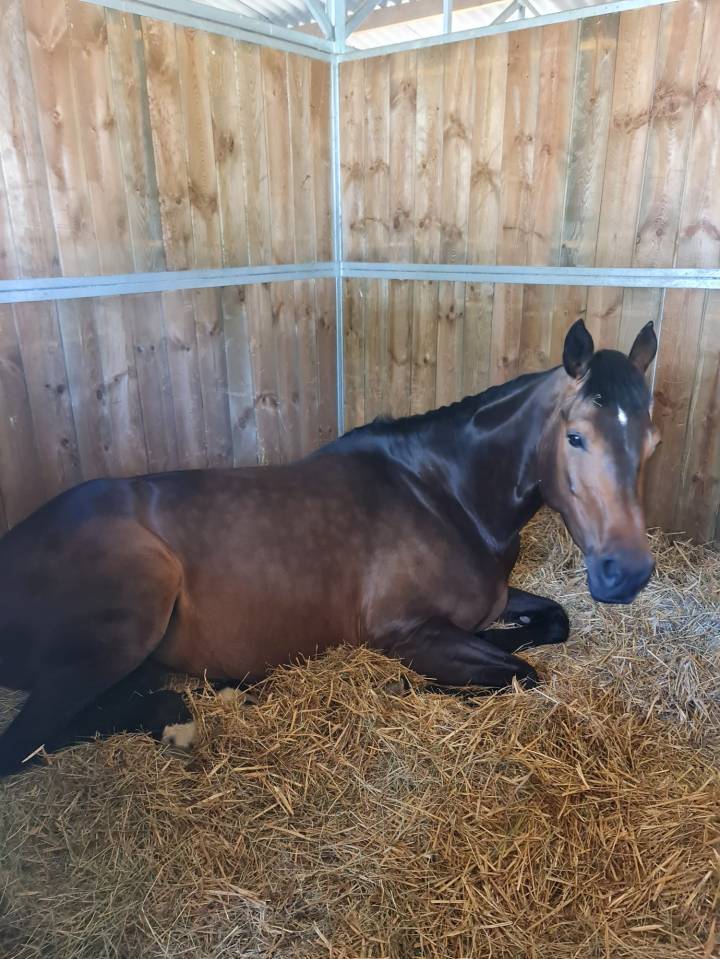 Draagmerrie Rijpaard Te koop 2016 Donker bruin / bai