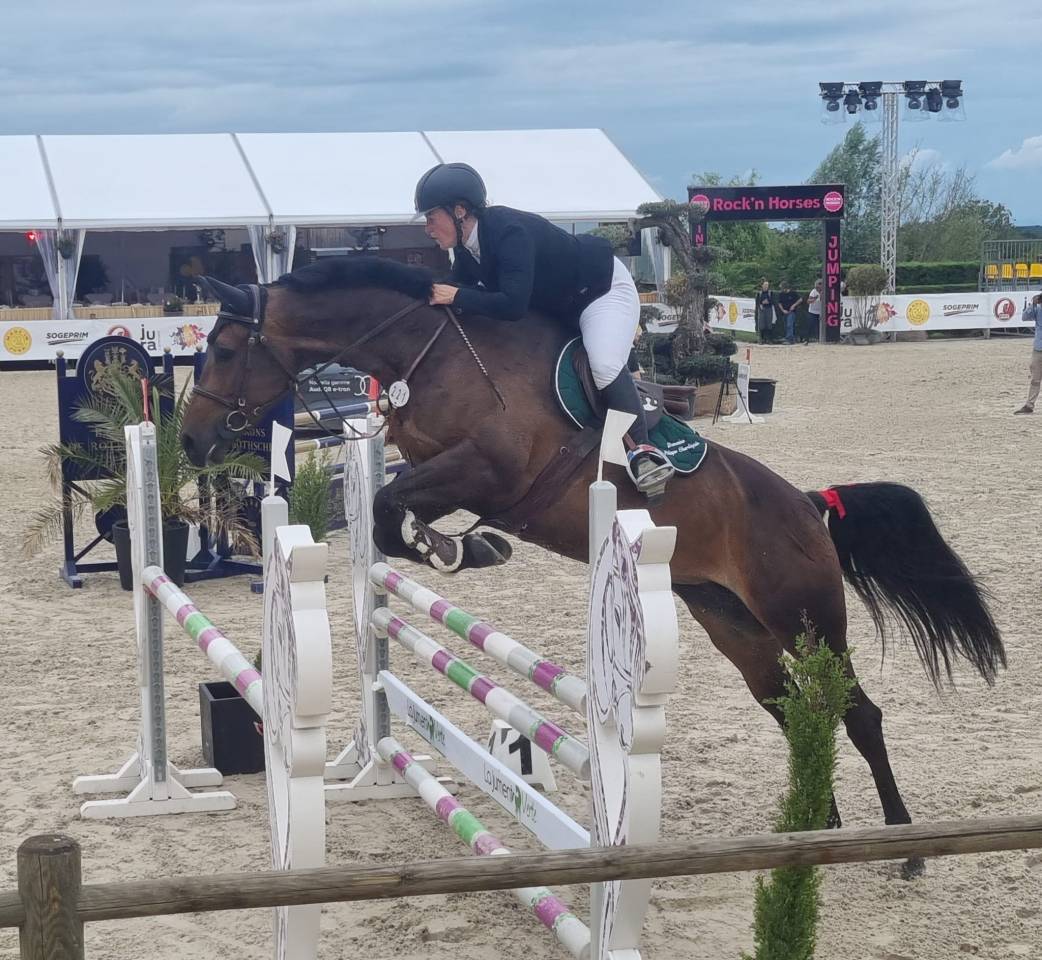 Draagmerrie Rijpaard Te koop 2016 Donker bruin / bai