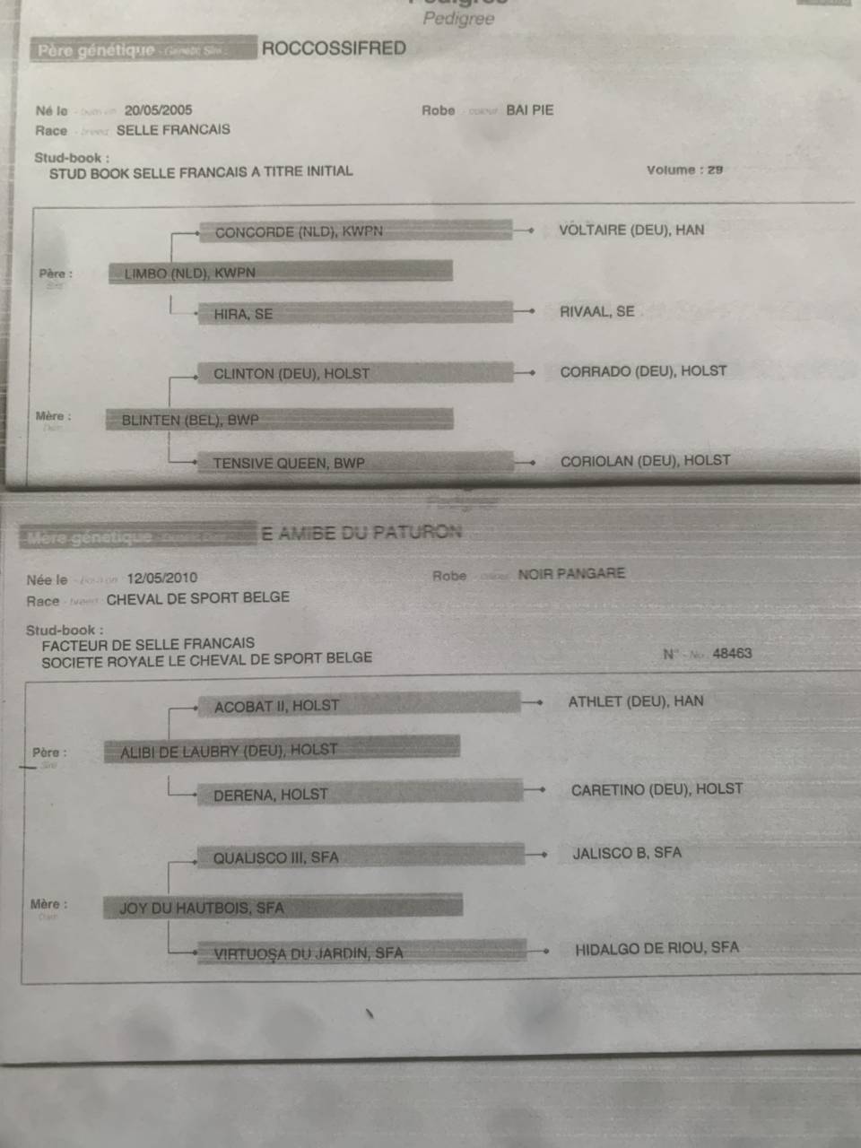 Draagmerrie Rijpaard Te koop 2016 Donker bruin / bai