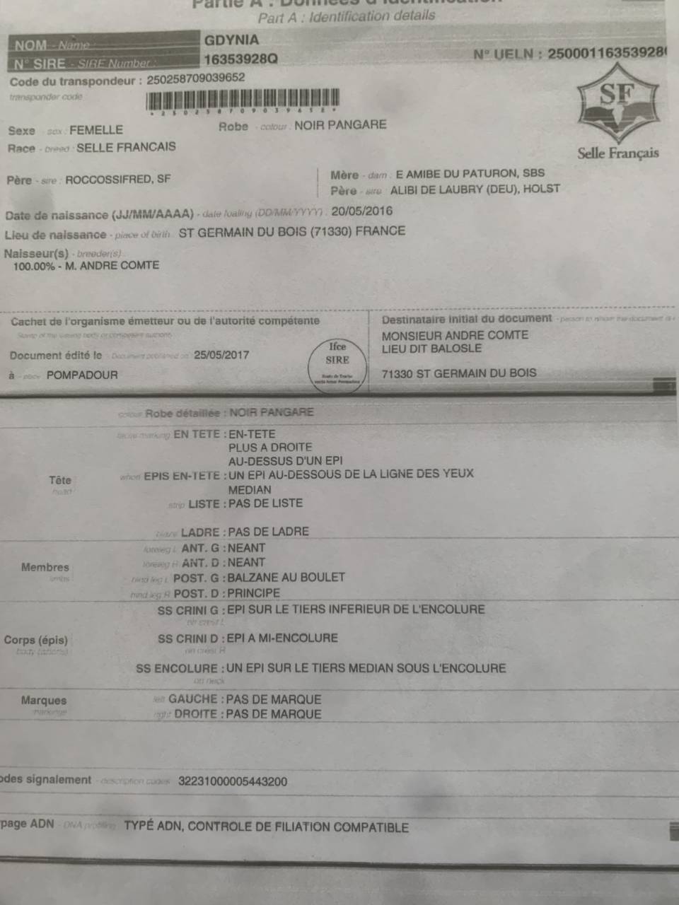 Draagmerrie Rijpaard Te koop 2016 Donker bruin / bai