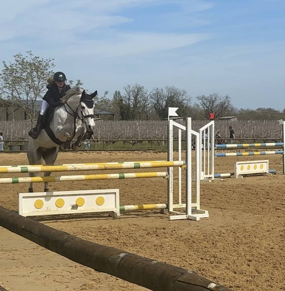 Ruin Franse rijpony PFS Te koop 2019 Schimmel