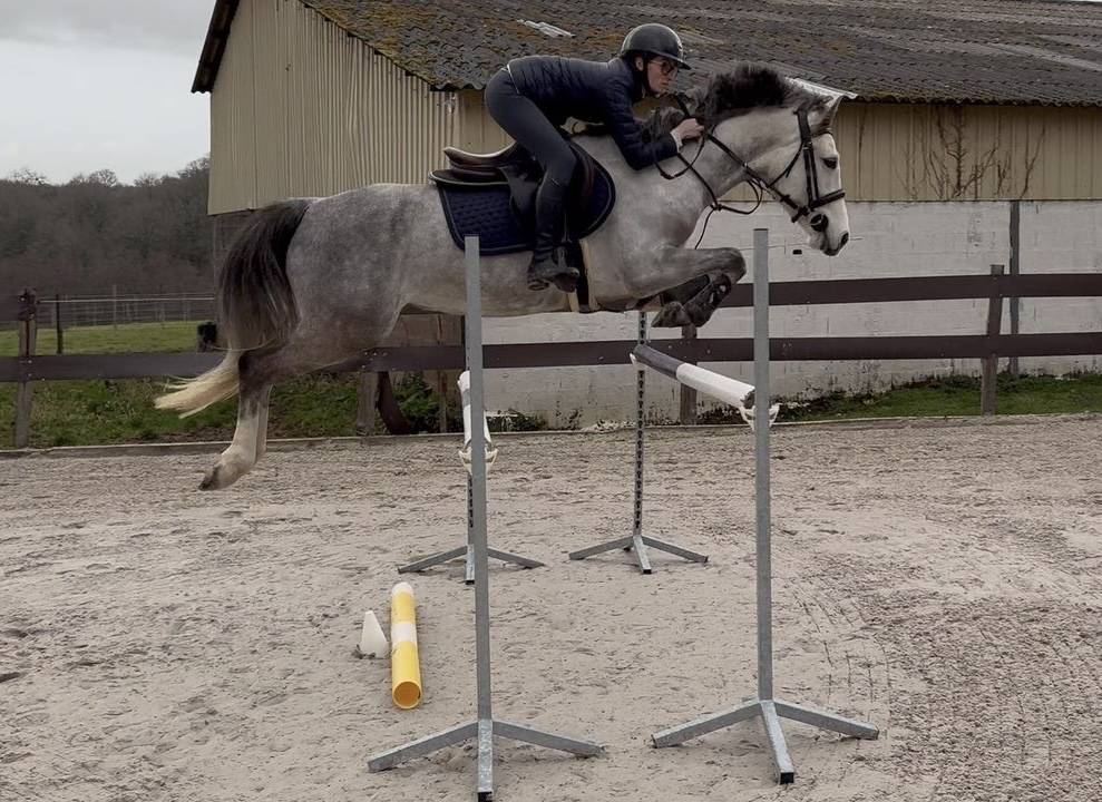Ruin Franse rijpony PFS Te koop 2020 Schimmel