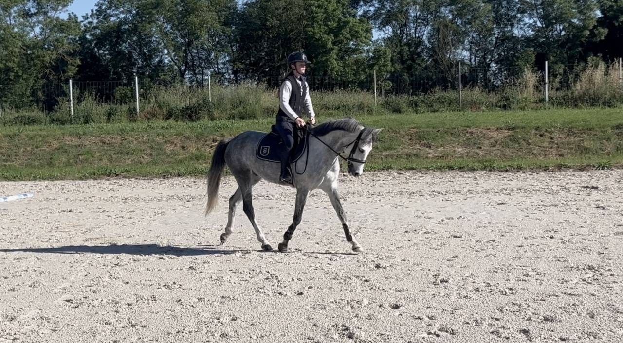 Ruin Franse rijpony PFS Te koop 2020 Schimmel