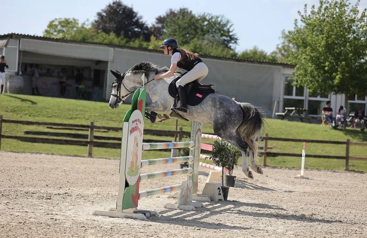 Ruin Franse rijpony PFS Te koop 2020 Schimmel