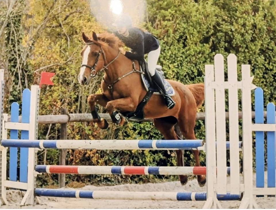 Merrie Belgische pony Te koop 2012 Vos