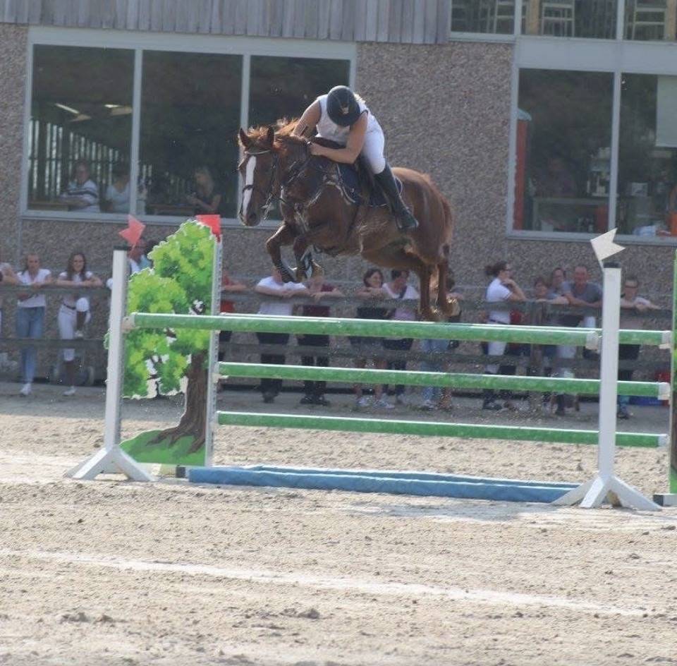 Merrie Belgische pony Te koop 2012 Vos