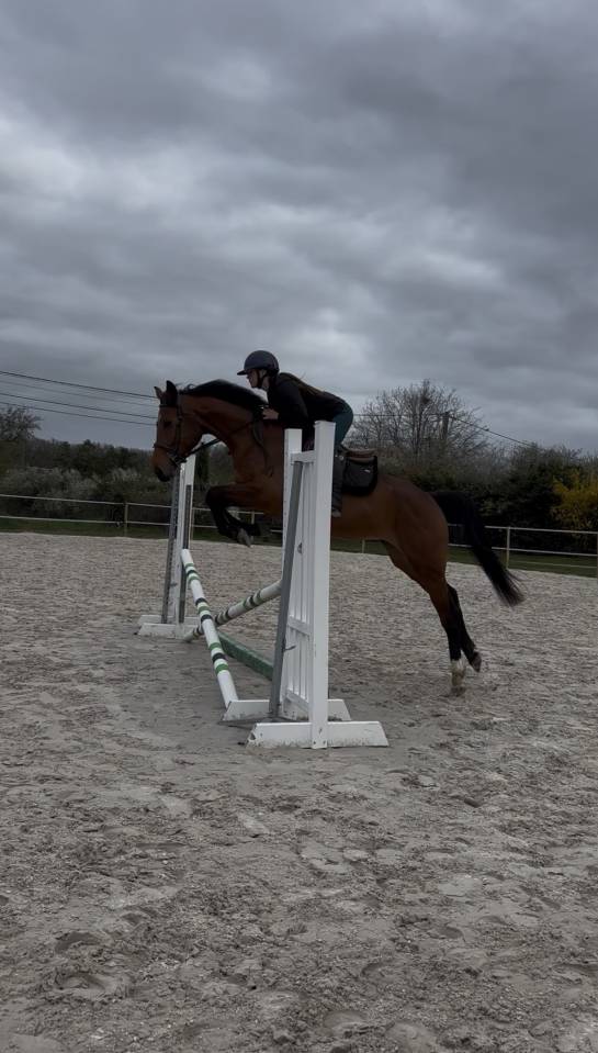 Merrie Selle Fran&ccedil;ais Te koop 2021 Donker bruin / bai ,  CONTENDRO