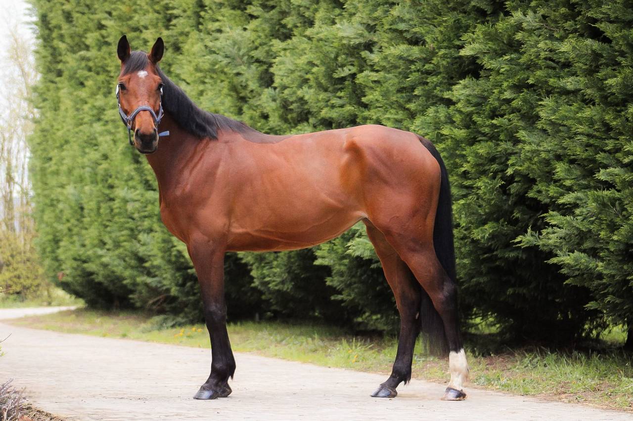 Merrie Selle Fran&ccedil;ais Te koop 2021 Donker bruin / bai ,  CONTENDRO