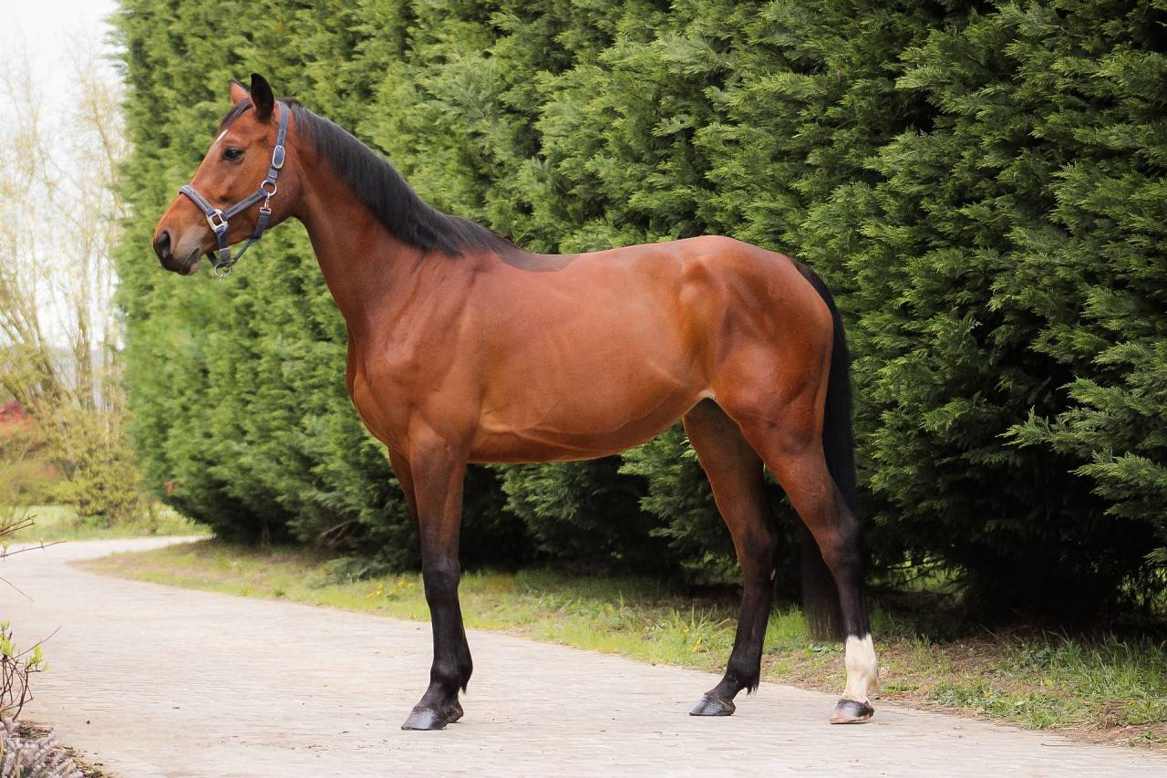 Merrie Selle Fran&ccedil;ais Te koop 2021 Donker bruin / bai ,  CONTENDRO