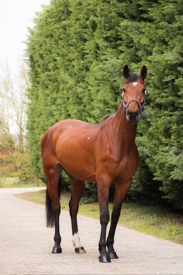 Merrie Selle Fran&ccedil;ais Te koop 2021 Donker bruin / bai ,  CONTENDRO