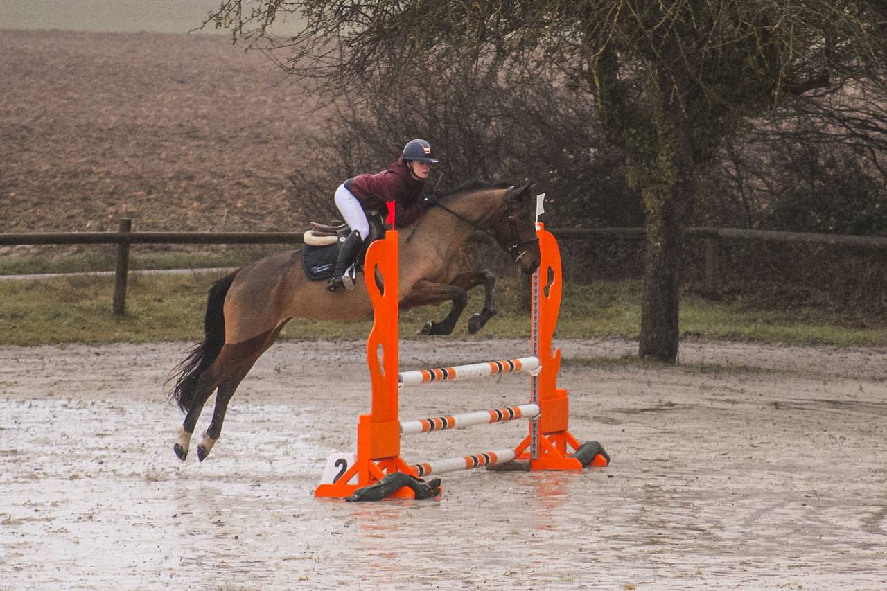Merrie Selle Fran&ccedil;ais Te koop 2021 Donker bruin / bai
