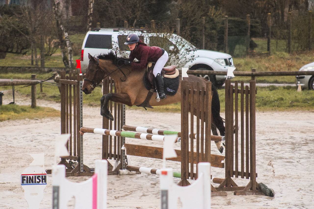 Merrie Selle Fran&ccedil;ais Te koop 2021 Donker bruin / bai