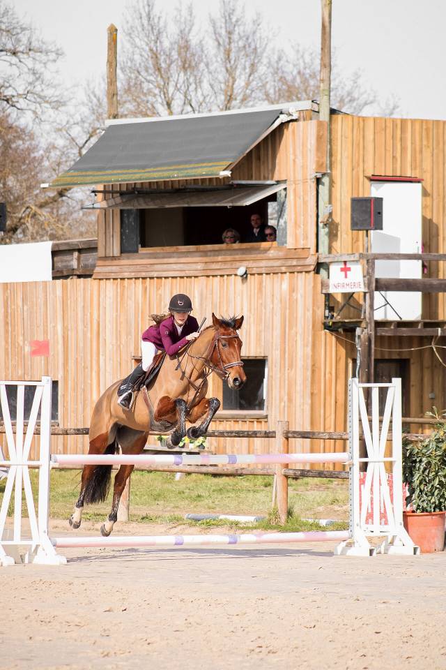 Merrie Selle Fran&ccedil;ais Te koop 2021 Donker bruin / bai