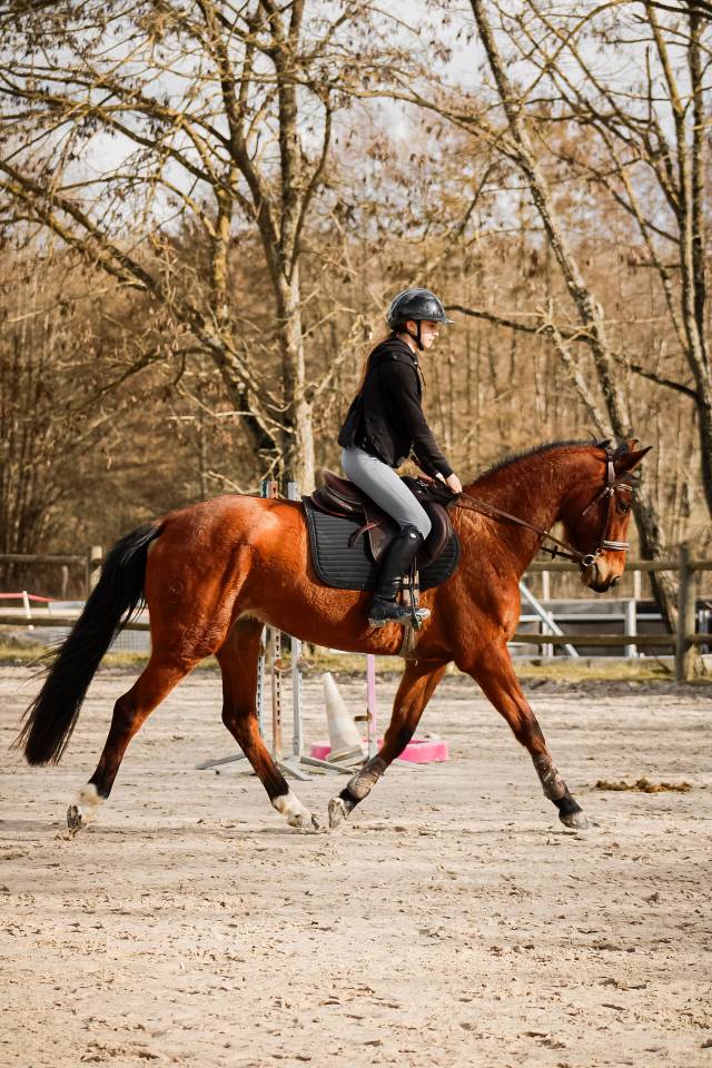 Merrie Selle Fran&ccedil;ais Te koop 2021 Donker bruin / bai