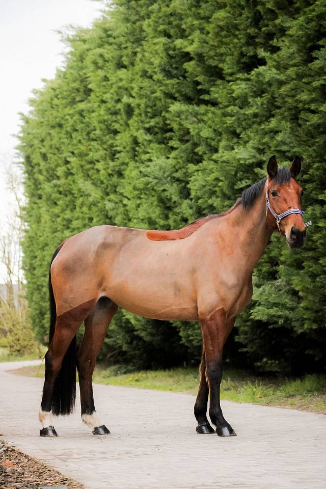 Merrie Selle Fran&ccedil;ais Te koop 2021 Donker bruin / bai