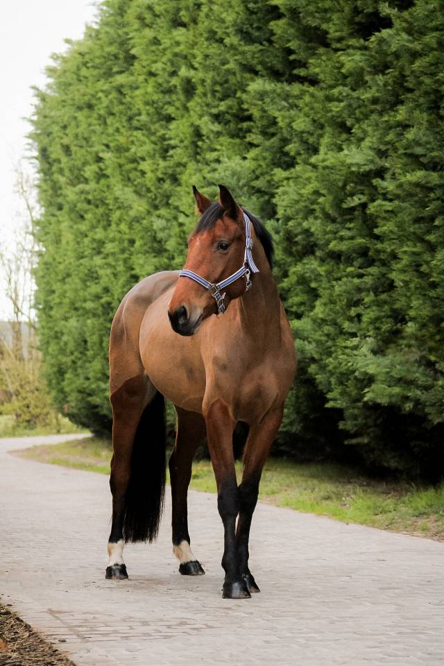 Merrie Selle Fran&ccedil;ais Te koop 2021 Donker bruin / bai