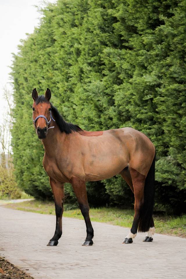 Merrie Selle Fran&ccedil;ais Te koop 2021 Donker bruin / bai