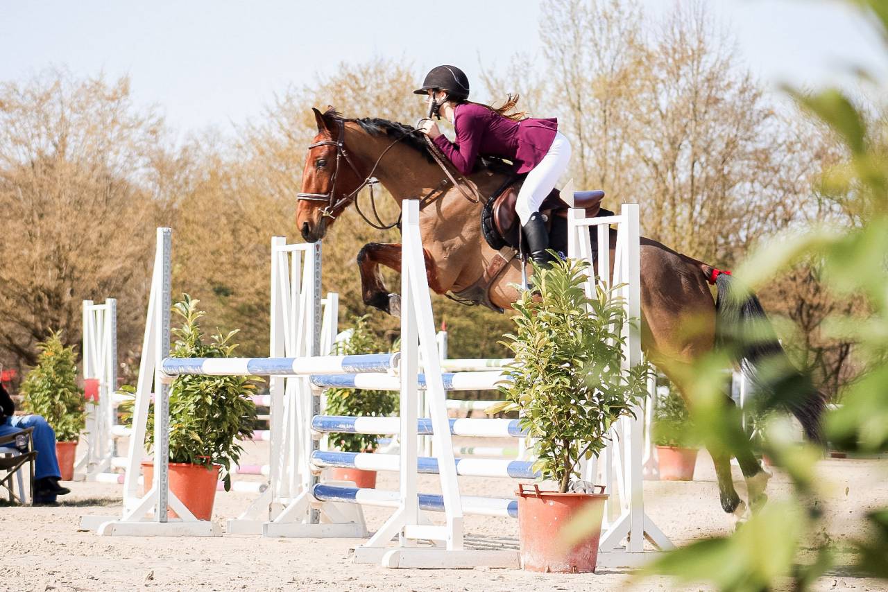 Merrie Selle Fran&ccedil;ais Te koop 2021 Donker bruin / bai