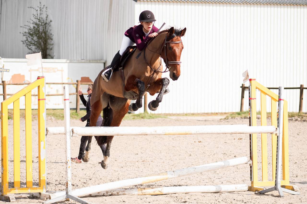 Merrie Selle Fran&ccedil;ais Te koop 2021 Donker bruin / bai