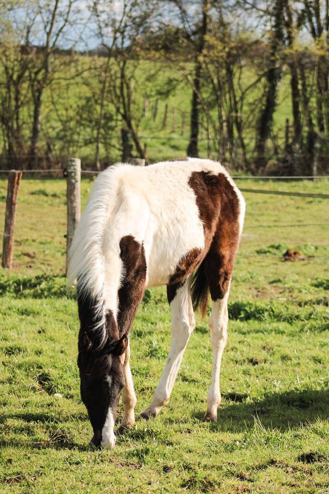 Veulen (ml) Bekend ras Te koop 2025 Bont ,  Joker d&rsquo;euskadi