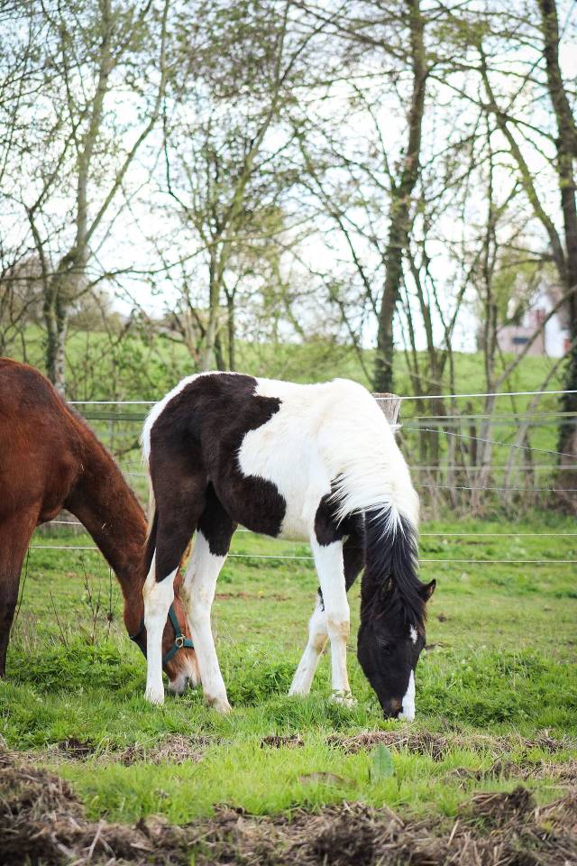 Veulen (ml) Bekend ras Te koop 2025 Bont ,  Joker d&rsquo;euskadi