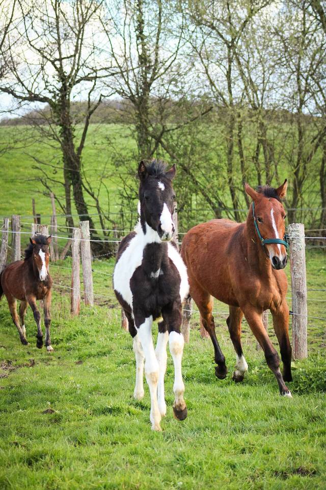 Veulen (ml) Bekend ras Te koop 2025 Bont ,  Joker d&rsquo;euskadi
