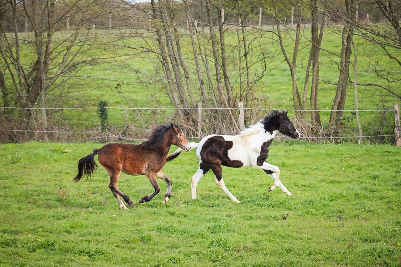 Veulen (ml) Bekend ras Te koop 2025 Bont ,  Joker d&rsquo;euskadi