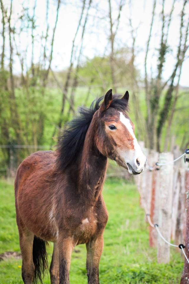 Veulen (vr) Bekend ras Te koop 2025 Donker bruin / bai ,  Helios de tirepeine