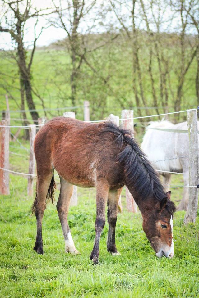 Veulen (vr) Bekend ras Te koop 2025 Donker bruin / bai ,  Helios de tirepeine