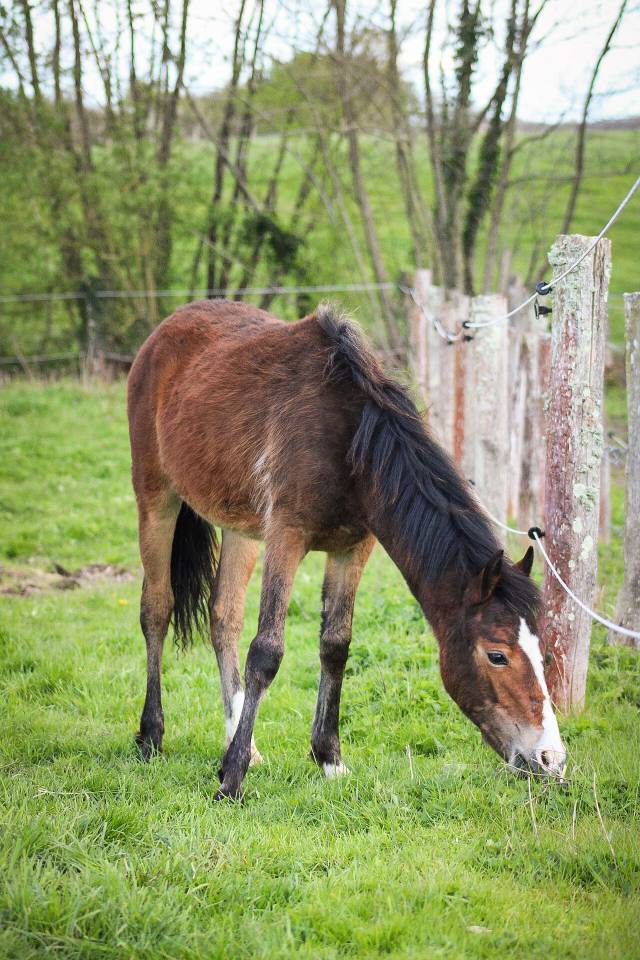 Veulen (vr) Bekend ras Te koop 2025 Donker bruin / bai ,  Helios de tirepeine