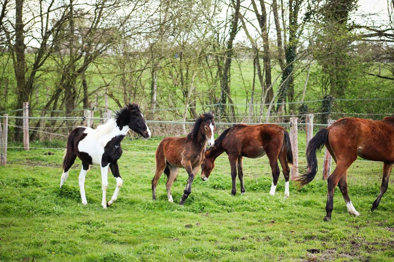 Veulen (vr) Bekend ras Te koop 2025 Donker bruin / bai ,  Helios de tirepeine