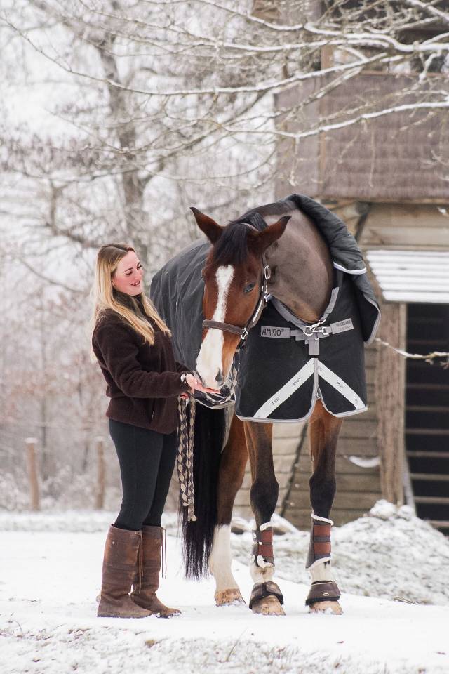 Ruin Selle Fran&ccedil;ais Te koop 2018 Donker bruin / bai ,  Jo de la Barde