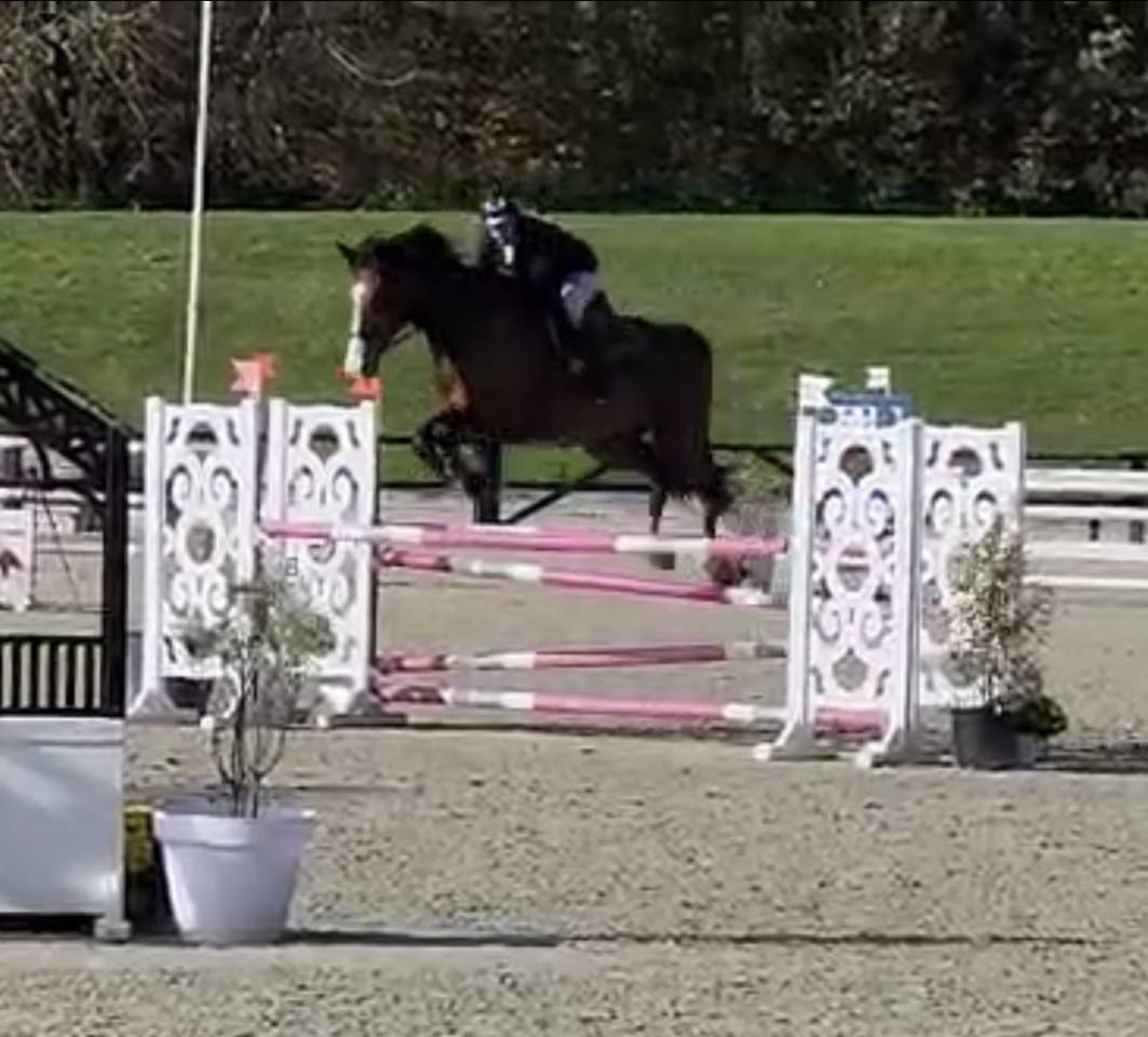 Ruin Selle Fran&ccedil;ais Te koop 2018 Donker bruin / bai ,  Jo de la Barde