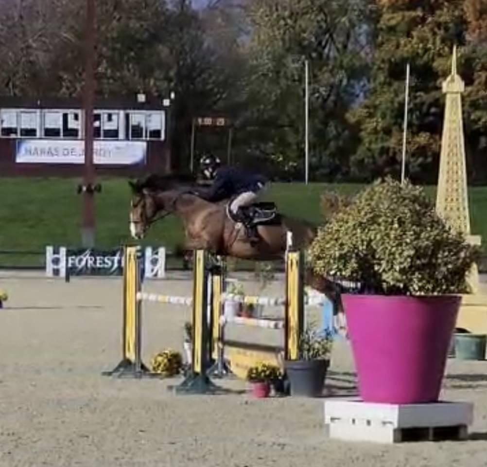 Ruin Selle Fran&ccedil;ais Te koop 2018 Donker bruin / bai ,  Jo de la Barde