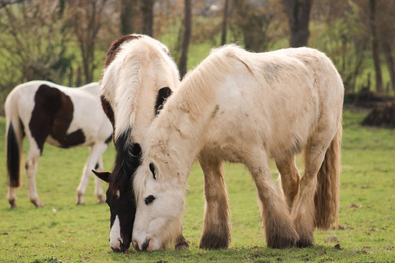 Ruin Andere pony rassen Te koop 2018 Bont
