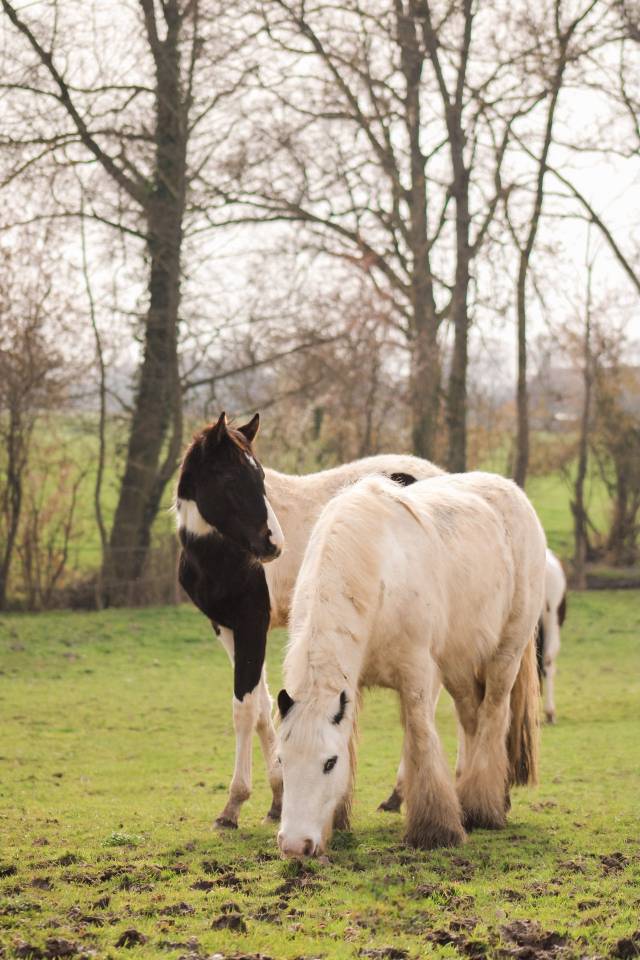 Ruin Andere pony rassen Te koop 2018 Bont