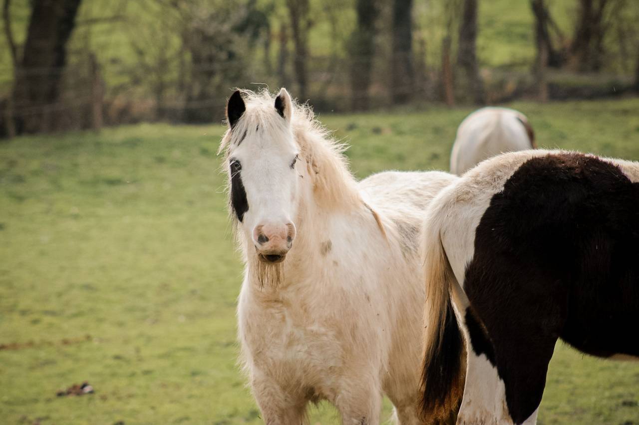 Ruin Andere pony rassen Te koop 2018 Bont