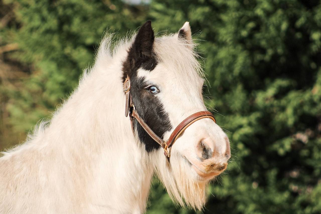 Ruin Andere pony rassen Te koop 2018 Bont