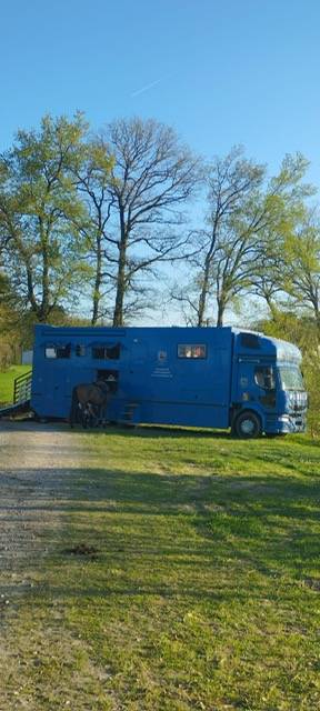 Zware paardenvrachtwagen (groot rijbewijs) Renault 44HH1 2011 Tweedehands
