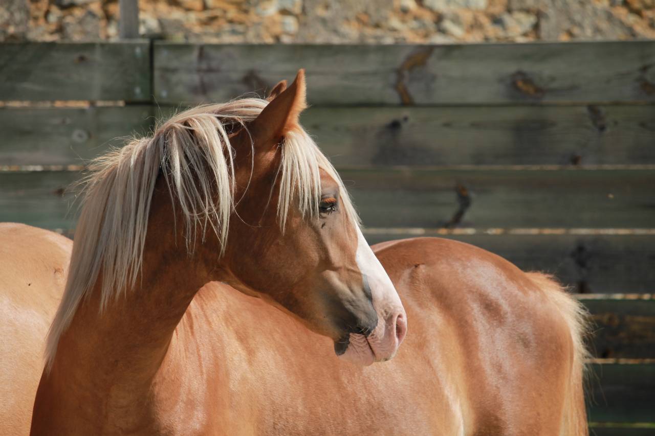 Hengst Franse rijpony PFS Te koop 2024 Koffie vos ,  Dragibus du rouget
