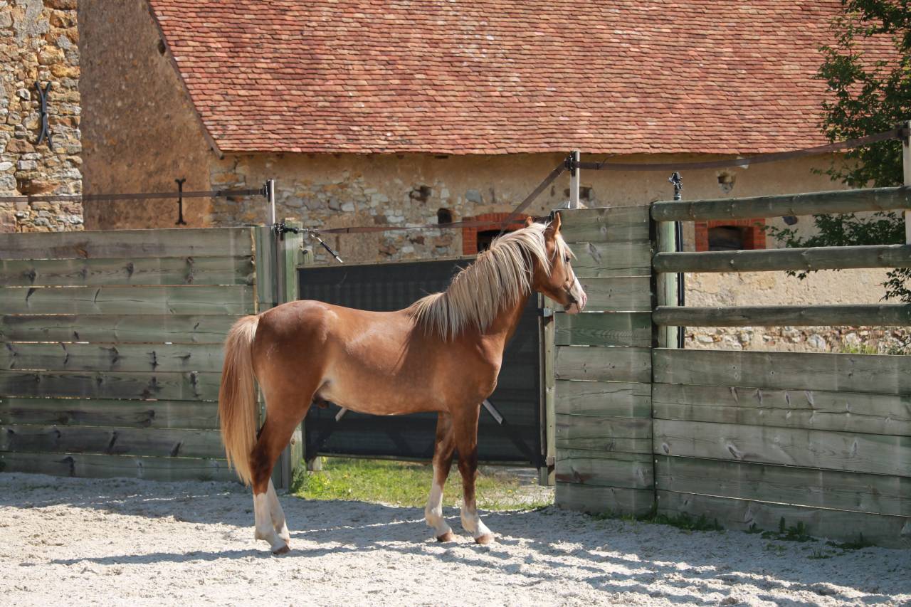 Hengst Franse rijpony PFS Te koop 2024 Koffie vos ,  Dragibus du rouget