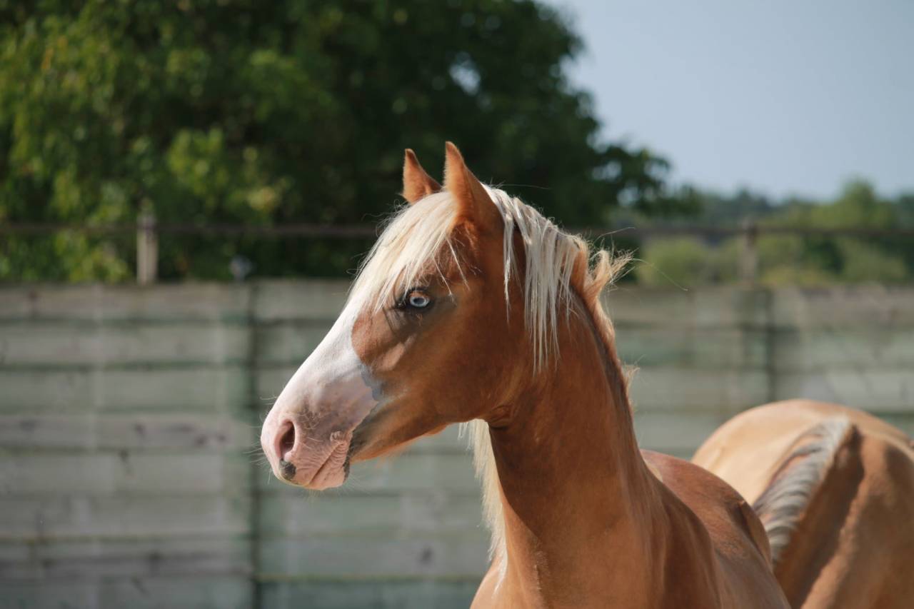 Hengst Franse rijpony PFS Te koop 2024 Koffie vos ,  Dragibus du rouget